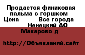 Продается финиковая пальма с горшком › Цена ­ 600 - Все города  »    . Ненецкий АО,Макарово д.